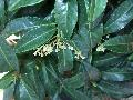 Coral Ardisia